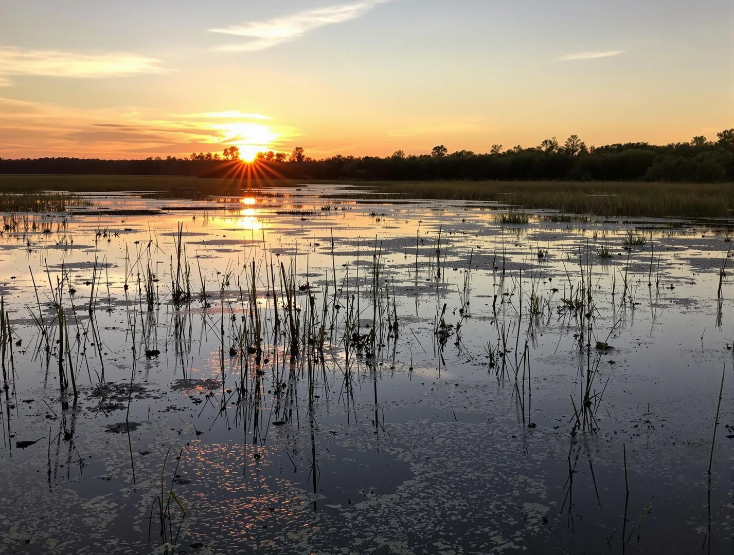 Sunrise over a flooded coastal Georgia marsh, with reeds reflected in still water